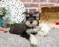 AKC Maureen, a female Miniature Schnauzer for sale in Syracuse, IN – Photo 6 of 10