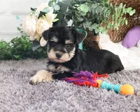 AKC Maureen, a female Miniature Schnauzer for sale in Syracuse, IN – Photo 8 of 10