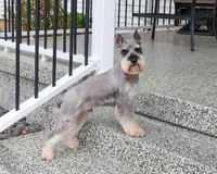 AKC Maureen, a female Miniature Schnauzer for sale in Syracuse, IN – Photo 10 of 10