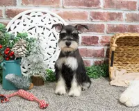 AKC Maureen, a female Miniature Schnauzer for sale in Syracuse, IN – Photo 7 of 10
