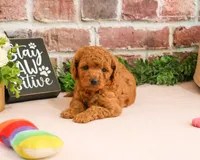 F1B Chanel, a female Cavapoo for sale in Syracuse, IN – 4 of 5