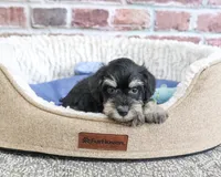 AKC Jonah, a male Miniature Schnauzer for sale in Syracuse, IN – 2 of 5