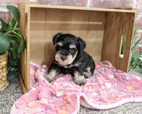 AKC Crystal, a female Miniature Schnauzer for sale in Syracuse, IN – 3 of 5