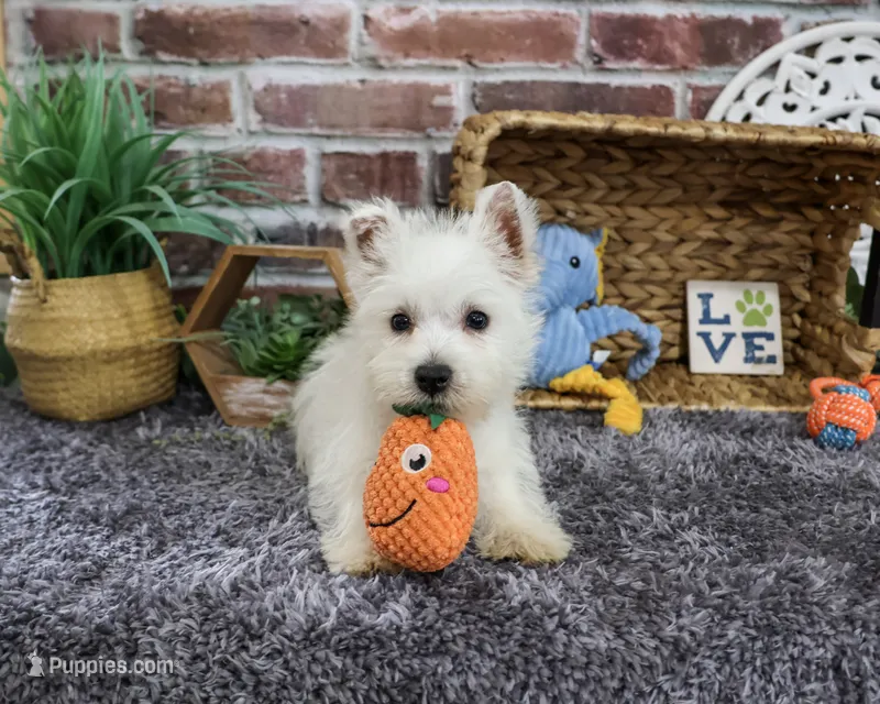 AKC Wallace  – West Highland White Terrier puppy for sale in Syracuse, IN