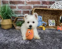 AKC Wallace , a male West Highland White Terrier for sale in Syracuse, IN – 1 of 10