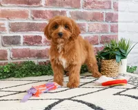 F1B Kelsie , a female Cavapoo for sale in Syracuse, IN – 5 of 10
