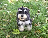 AKC Jefferson, a male Miniature Schnauzer for sale in Syracuse, IN – 3 of 6