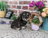 AKC Libby, a female Miniature Schnauzer for sale in Syracuse, IN – 5 of 5