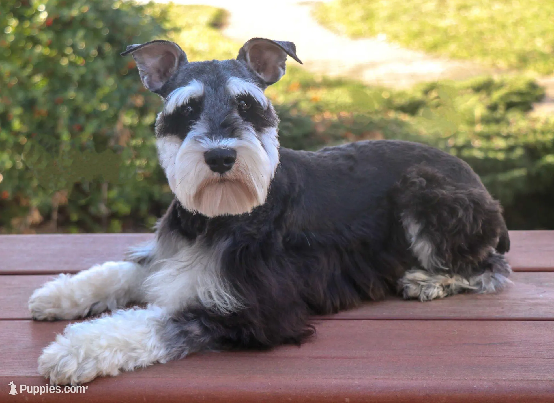 AKC Jasper , a male Miniature Schnauzer for sale in Syracuse, IN – Photo 7 of 7