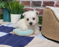 AKC Stefan, a male West Highland White Terrier for sale in Syracuse, IN – 3 of 5