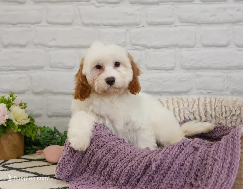 F1 Emerald – Cavapoo puppy for sale in Syracuse, IN