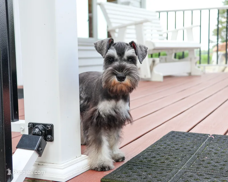 AKC Hannah – Miniature Schnauzer puppy for sale in Syracuse, IN