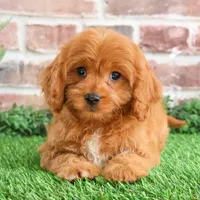 F1 Boone, a male Cavapoo for sale in Syracuse, IN – Photo 5 of 10