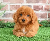 processed/17048cad-24e9-4b01-92b9-bebf3d8eeae9/listing/ac8e940e-db40-4653-bc02-8a4eef3e039f/34ad7715-323b-40f8-add3-688963cc4a73