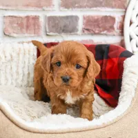 F1 Boone, a male Cavapoo for sale in Syracuse, IN – Photo 7 of 10