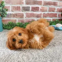 F1 Boone, a male Cavapoo for sale in Syracuse, IN – Photo 1 of 10
