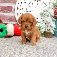 F1 Boone, a male Cavapoo for sale in Syracuse, IN – Photo 8 of 10