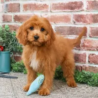 F1 Boone, a male Cavapoo for sale in Syracuse, IN – Photo 3 of 10