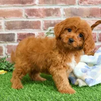 F1 Boone, a male Cavapoo for sale in Syracuse, IN – Photo 6 of 10