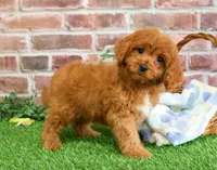 processed/17048cad-24e9-4b01-92b9-bebf3d8eeae9/listing/ac8e940e-db40-4653-bc02-8a4eef3e039f/e1b4b0b4-c8c7-4c15-b6ca-eee42b9043cf