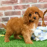 F1 Boone, a male Cavapoo for sale in Syracuse, IN – Photo 4 of 10