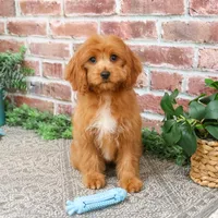 F1 Boone, a male Cavapoo for sale in Syracuse, IN – Photo 2 of 10