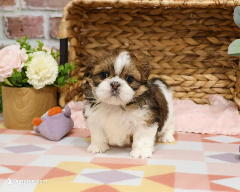 AKC Lady  – Shih Tzu puppy for sale in Syracuse, IN