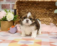 AKC Lady , a female Shih Tzu for sale in Syracuse, IN – Photo 1 of 8