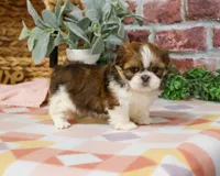 AKC Lady , a female Shih Tzu for sale in Syracuse, IN – Photo 2 of 8