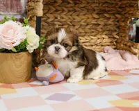 AKC Lady , a female Shih Tzu for sale in Syracuse, IN – Photo 6 of 8