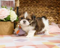 AKC Lady , a female Shih Tzu for sale in Syracuse, IN – Photo 4 of 8