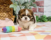 AKC Lady , a female Shih Tzu for sale in Syracuse, IN – Photo 3 of 8