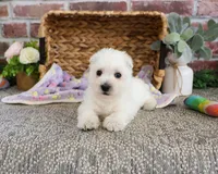 AKC Delight, a female West Highland White Terrier for sale in Syracuse, IN – 6 of 6