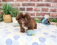 AKC Diego, a male Shih Tzu for sale in Syracuse, IN – 5 of 5
