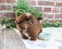 AKC Diego, a male Shih Tzu for sale in Syracuse, IN – 4 of 5