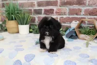AKC Manny , a male Shih Tzu for sale in Syracuse, IN – 5 of 5