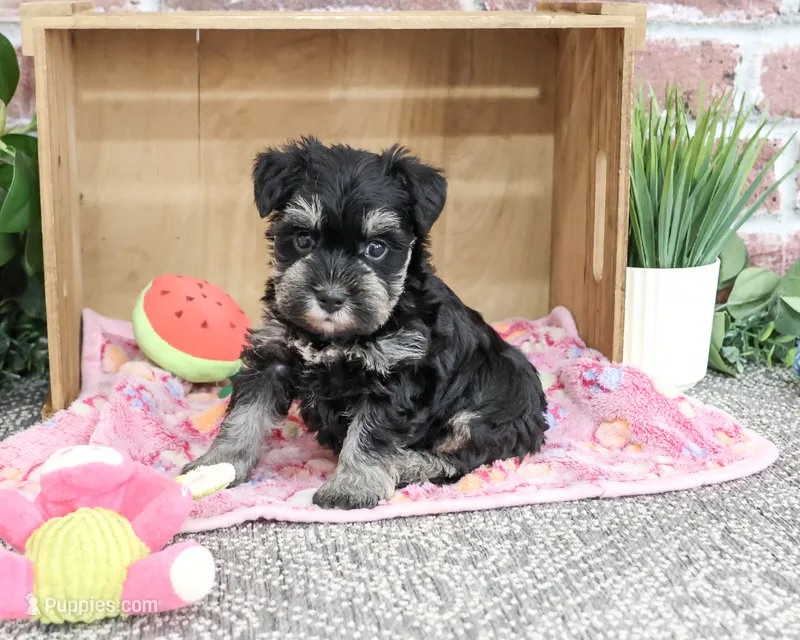 AKC Trina – Miniature Schnauzer puppy for sale in Syracuse, IN