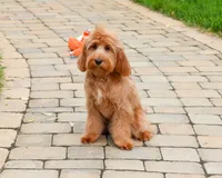 F1B Carson, a male Cavapoo for sale in Syracuse, IN – 3 of 9
