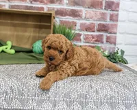 F1B Denny, a male Goldendoodle for sale in Syracuse, IN – 4 of 5