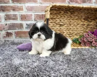 AKC Angel, a female Shih Tzu for sale in Syracuse, IN – 2 of 5