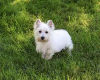 AKC Caroline, a female West Highland White Terrier for sale in Syracuse, IN – 6 of 10