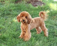 F1B Amore, a female Cavapoo for sale in Syracuse, IN – 1 of 10
