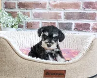 AKC Janelle, a female Miniature Schnauzer for sale in Syracuse, IN – 4 of 6
