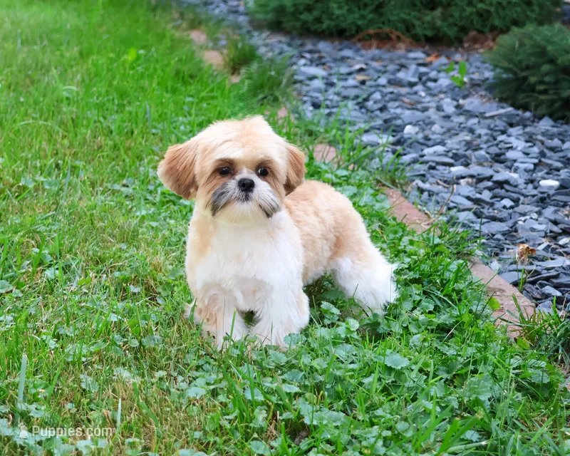 AKC Theon  – Shih Tzu puppy for sale in Syracuse, IN