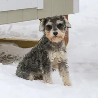 AKC Gus, a male Miniature Schnauzer for sale in Syracuse, IN – Photo 10 of 10