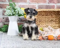 AKC Gus, a male Miniature Schnauzer for sale in Syracuse, IN – Photo 6 of 8