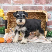 AKC Gus, a male Miniature Schnauzer for sale in Syracuse, IN – Photo 7 of 10