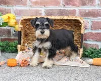 AKC Gus, a male Miniature Schnauzer for sale in Syracuse, IN – Photo 3 of 8