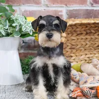 AKC Gus, a male Miniature Schnauzer for sale in Syracuse, IN – Photo 6 of 10