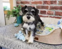 AKC Gus, a male Miniature Schnauzer for sale in Syracuse, IN – Photo 4 of 10